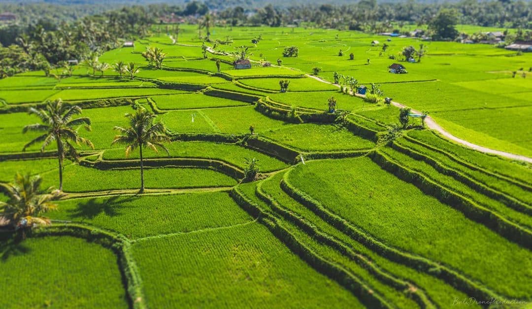 Back to the nature
.
?? by @balidroneproduction
.
#Bali #aerial #aircraft #Indonesia #drone #dji #island #travel #sun #rice #nature #landscape #beautiful #green #summer #countryside #ricefield #riceterrace #airview